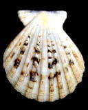 �����E�L���E�I�E�M�i���k�j