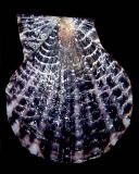 �����E�L���E�i�f�V�R�i���k�j