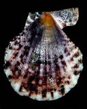 �����E�L���E�i�f�V�R�i�E�k�j