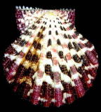 �`�T���K�C�i���k�j