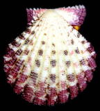 �`�T���K�C�i�E�k�j