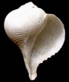 �L�C���J�u���K�C