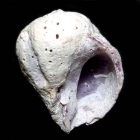 �N�`�����T�L�T���S���h��