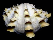 �q���W���R�i���k�O�ʁj