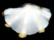 �q���W���R�i���k���ʁj