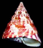 �x�j�V���_�J