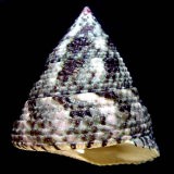 �����T�L�E�Y