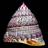 �j�V�L�E�Y