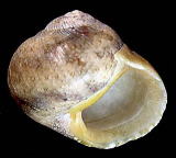 �T���T�_�}