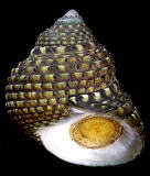 �C�V�_�^�~