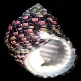 �I�L�i���C�V�_�^�~