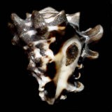 �R�I�j�R�u�V�K�C�i�O�ʁj