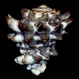 �R�I�j�R�u�V�K�C�i�w�ʁj