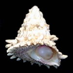 �I�I�E���E�Y