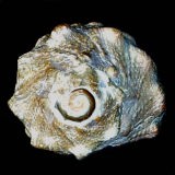 �J���M�N�i��ʁj