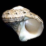 �I�I�x�\�X�K�C�i�O�ʁj