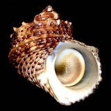 �`���E�Z���T�U�G