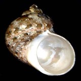 �^�c�}�L�T�U�G