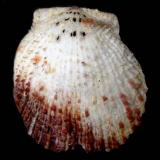 �`���{�^��