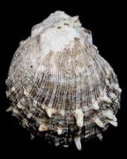 �����K�C