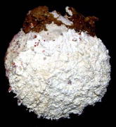 �~�Y�C���V���E�W���E�K�C�i���k�O�ʁj