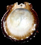 �~�Y�C���V���E�W���E�K�C�i���k���ʁj