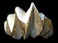 �g�T�J�K�L�i�o�k���ʁj