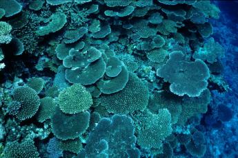 �������T���S�̌Q��