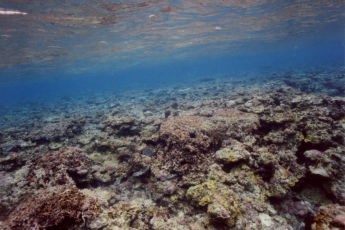 死んだサンゴの岩礁帯