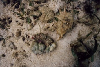 ���n�ɖ�����ɓ]����N���K�C